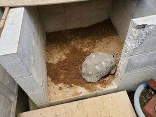 卵産まれました