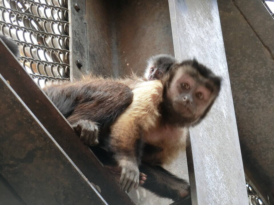 フサオマキザルの赤ちゃんを救え!①の写真