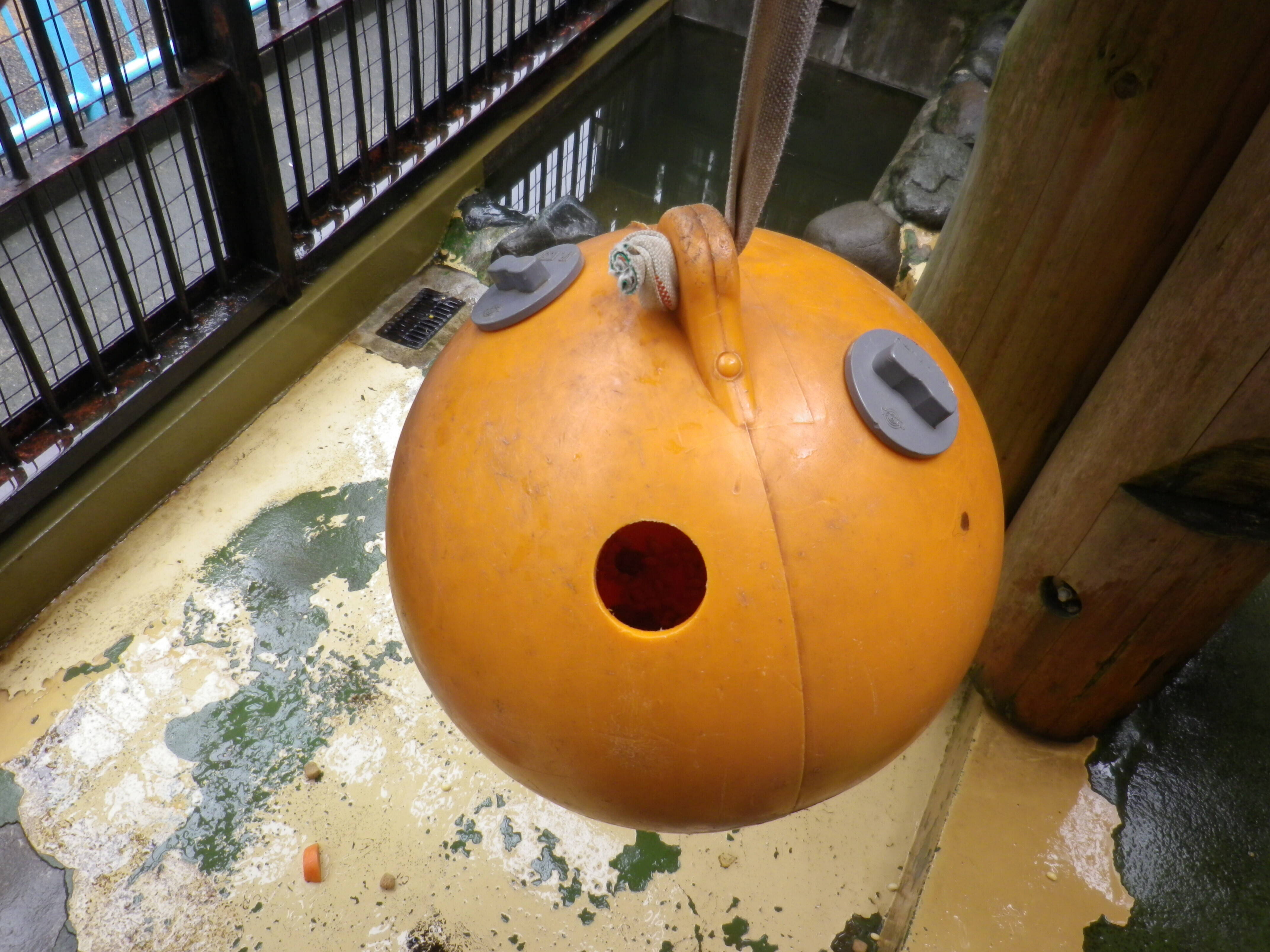 こりゃまた、クマったの写真
