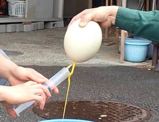 ダチョウの卵②～標本作り編～