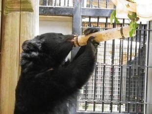 こりゃ、クマった