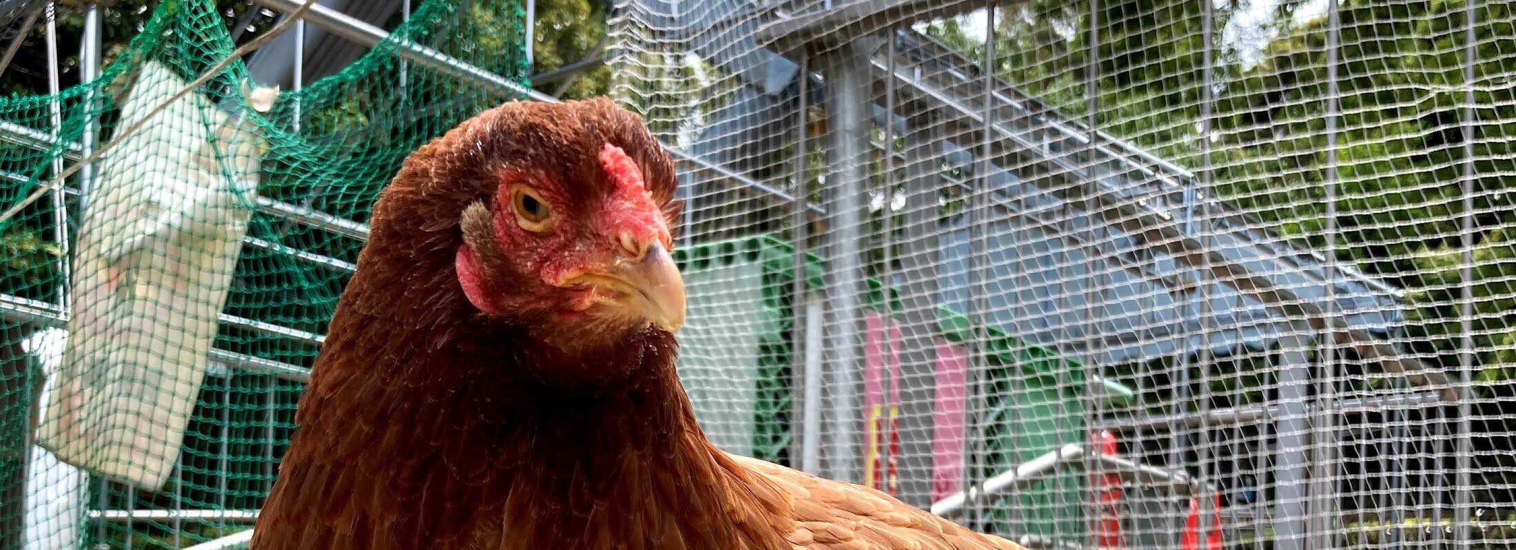 いろんなニワトリ その なかよしタイムズ 野毛山動物園公式サイト 公益財団法人 横浜市緑の協会