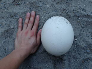 ダチョウの卵①～産卵編～