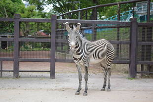 Happy birthday ！ココロ