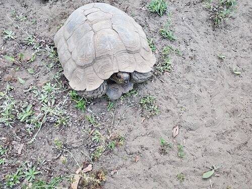 ムツアシガメの塚の写真