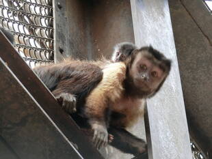 フサオマキザルの赤ちゃんを救え！②