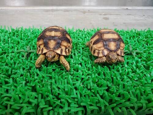 野毛山動物園爬虫類目力コンテストの写真