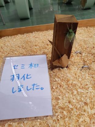 夏の特別展示?!※今回は虫のお話です。