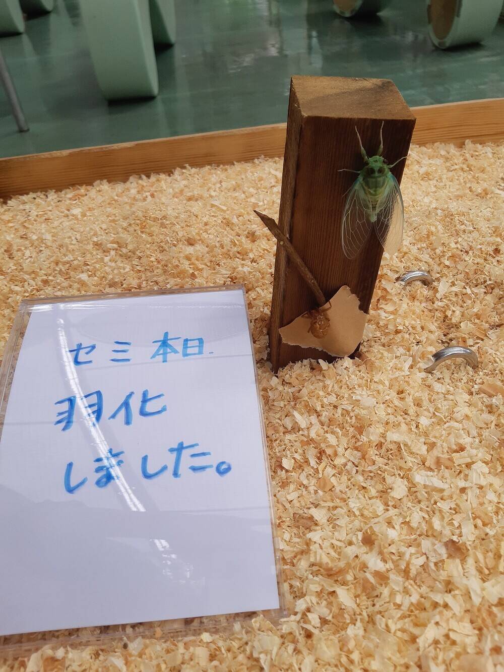 夏の特別展示?!※今回は虫のお話です。の写真