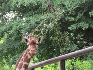 キリンの緑の貯金を目指して
