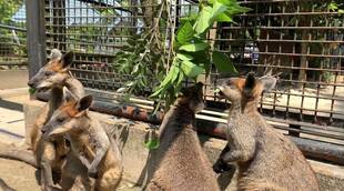 オグロワラビーの近況報告