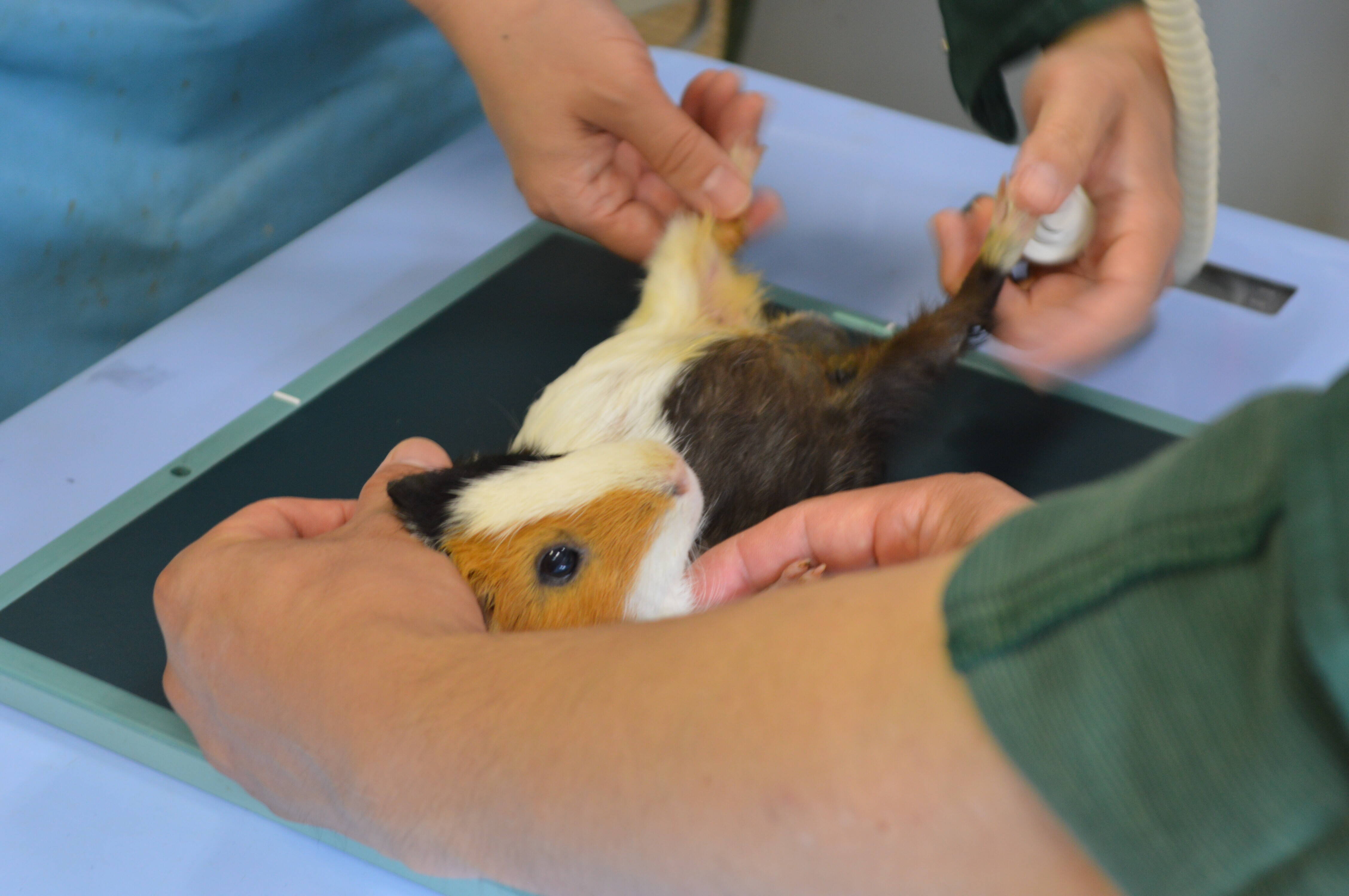 ブログ DE 動物病院ガイドツアー vol.7の写真