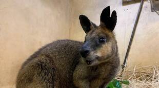 ありがとうございました。