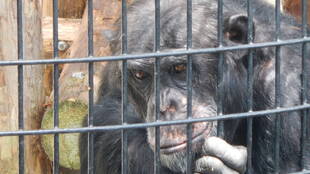 コブヘイ、イライラを新米にぶつけ始める。　その②