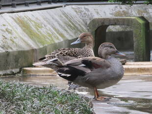 バードケージメンバー交替(オカヨシガモ登場の巻)