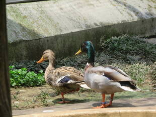 バードケージメンバー交替(マガモ再来の巻)