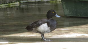 バードケージメンバー交替 (キンクロハジロの巻)