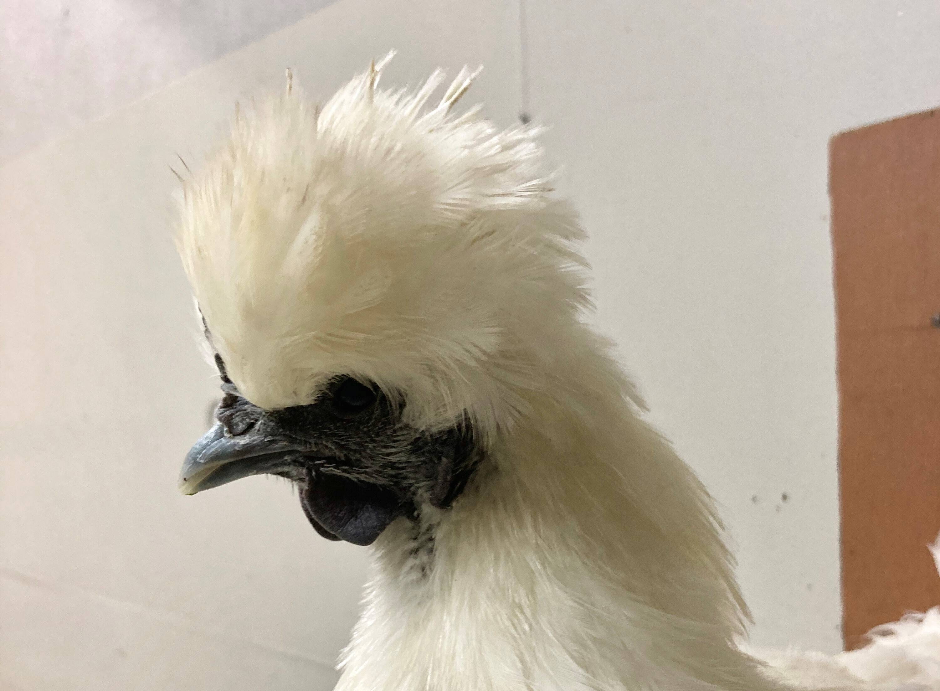 いろんなニワトリ その②の写真
