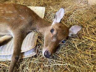 シカのミキチャン