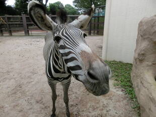 ココロ、大展示場へ