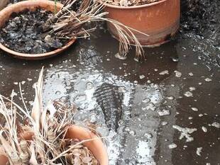 ヨウスコウワニのお気に入り