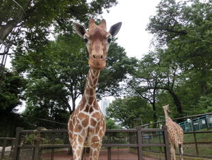 モミジのベッド