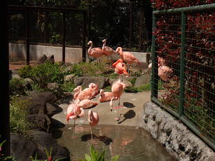 隣の草は青く見える?