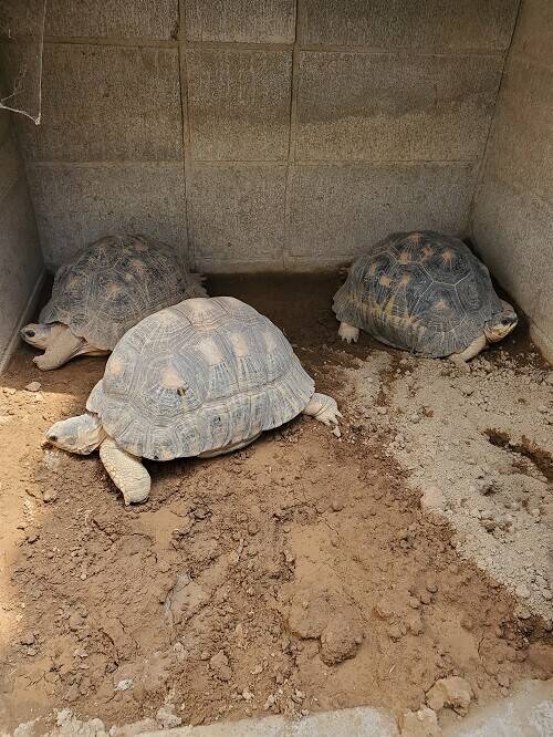 爬虫類館の気温の写真