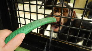 夏本番。チンパンジーも水遊び！