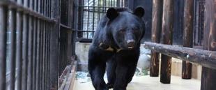 【ﾆﾎﾝﾂｷﾉﾜｸﾞﾏ】どうぶつガイド