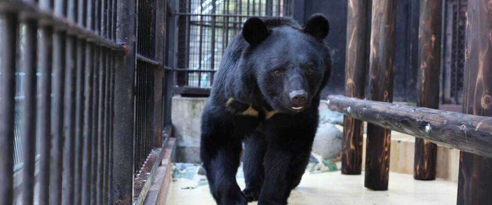 【ﾆﾎﾝﾂｷﾉﾜｸﾞﾏ】どうぶつガイドの写真