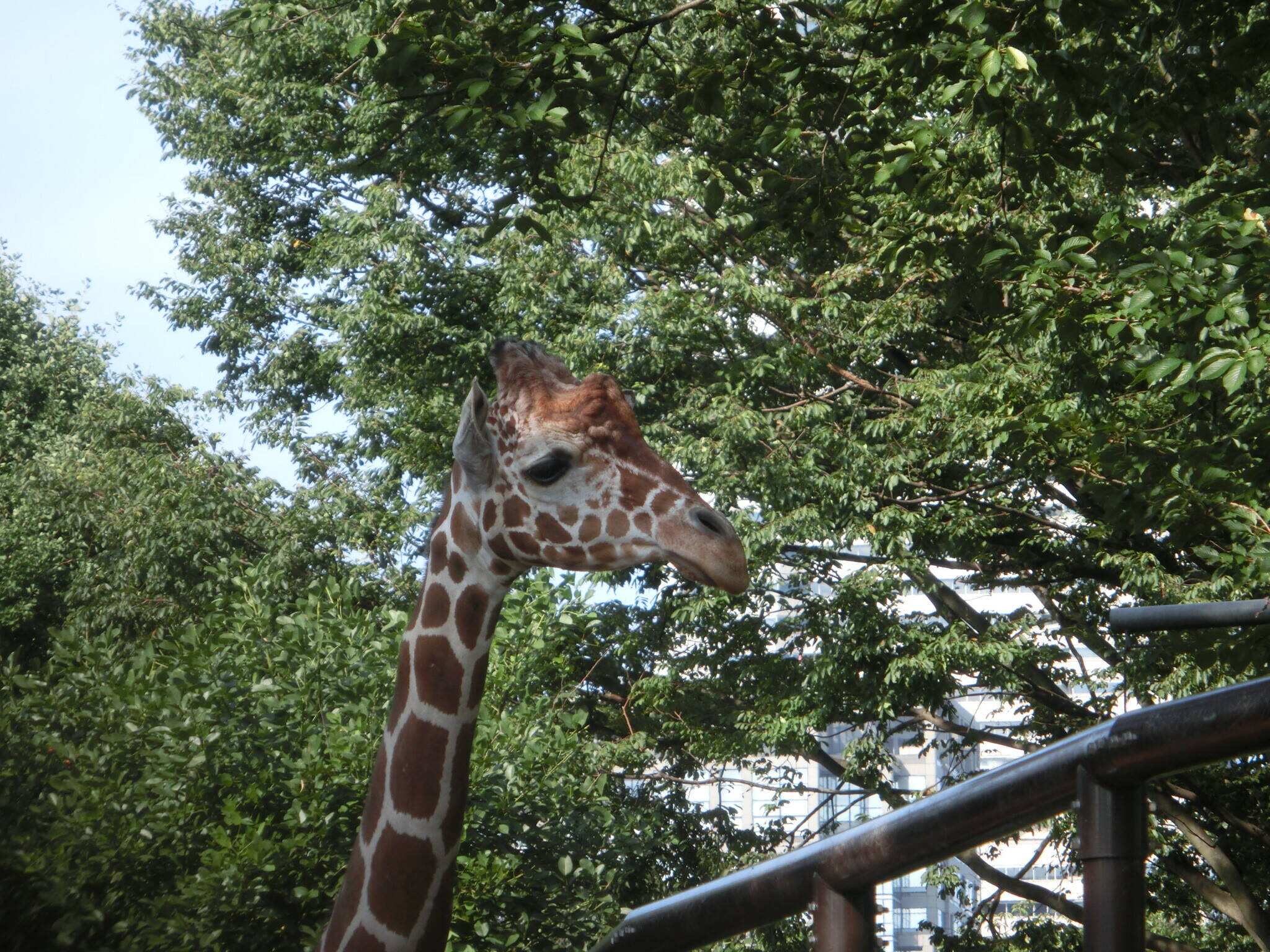 キリンとシマウマの目ヂカラの写真