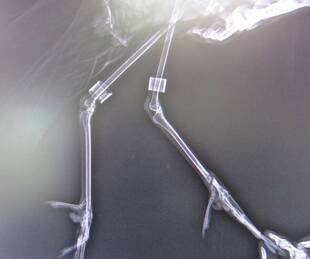 ブログ　DE　動物病院ガイドツアー　vol.9