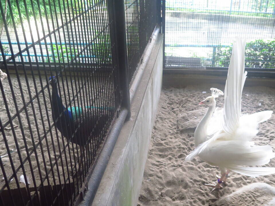 ライバル視の写真
