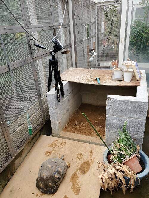 ホウシャガメが産卵しましたの写真