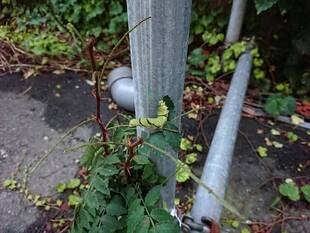 旬に乗りすぎて