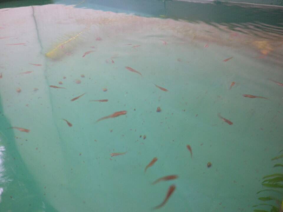 メダカの学校の写真