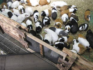 モルモットたちの出勤