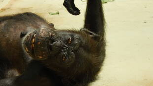 頑ななピーコさん