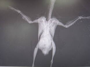 ブログ　DE　動物病院ガイドツアー　vol.8