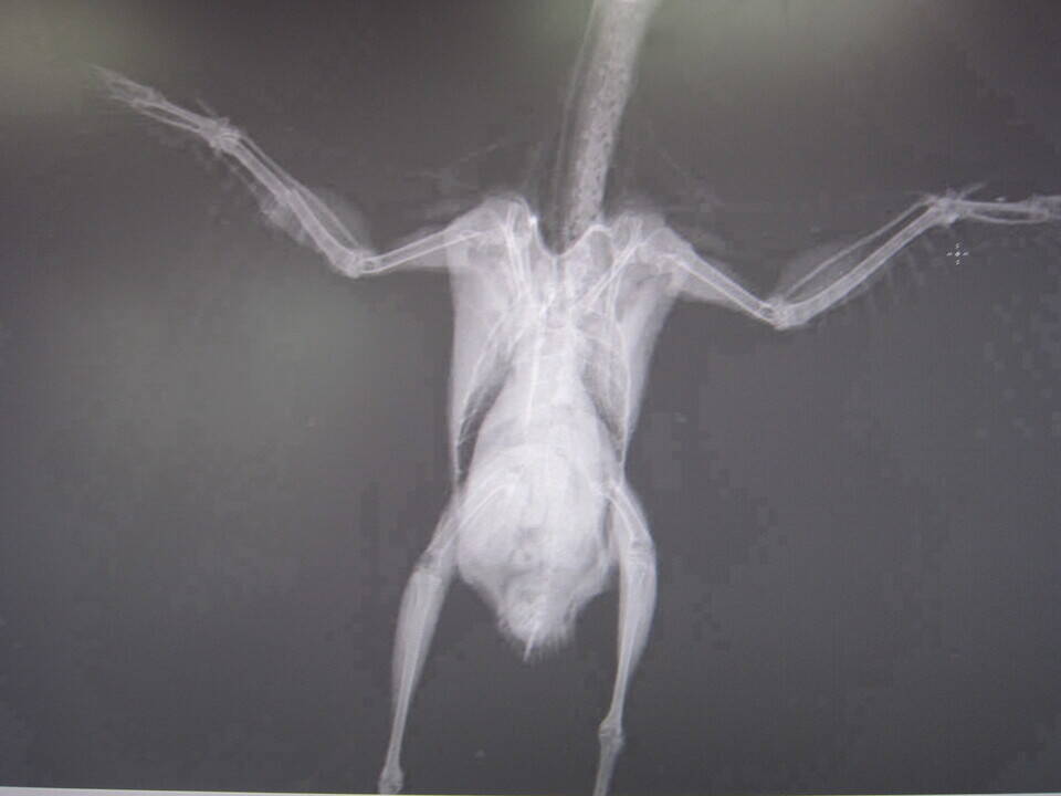 ブログ DE 動物病院ガイドツアー vol.8の写真