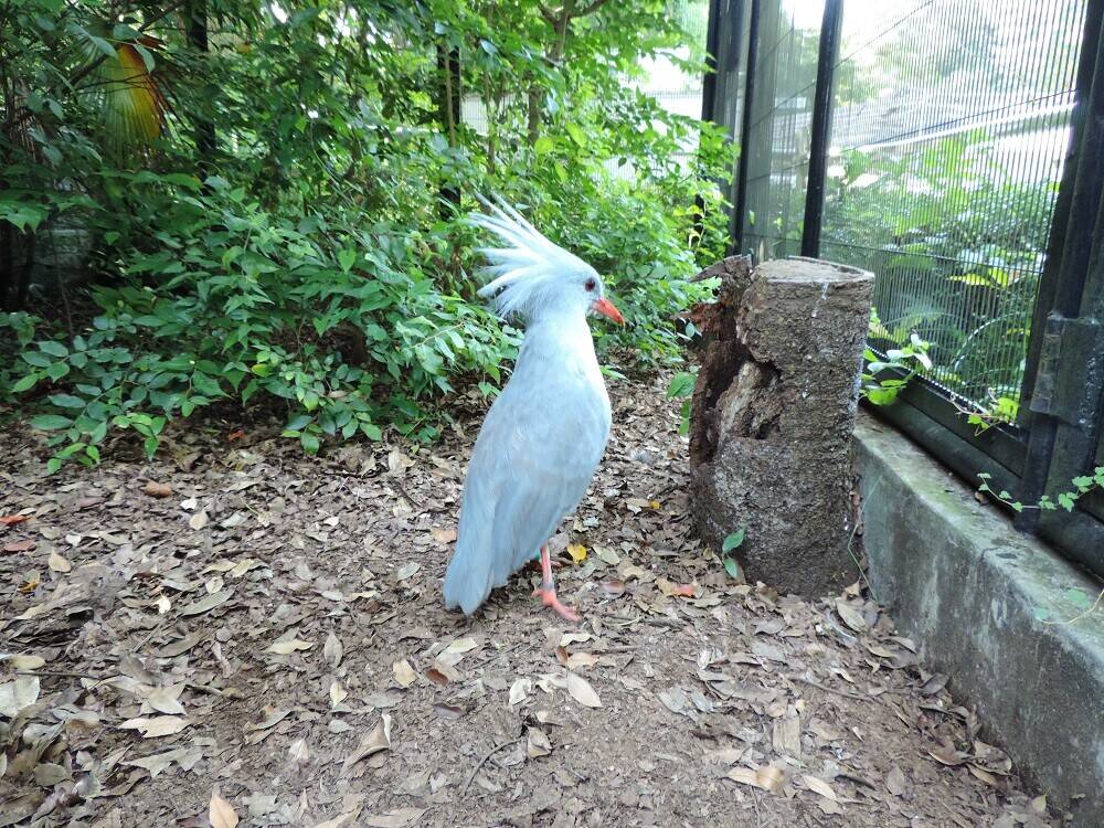 カグーはミミズハンター 動物トピックス 野毛山動物園公式サイト 公益財団法人 横浜市緑の協会