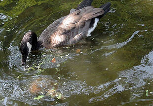 大池の水上バトル