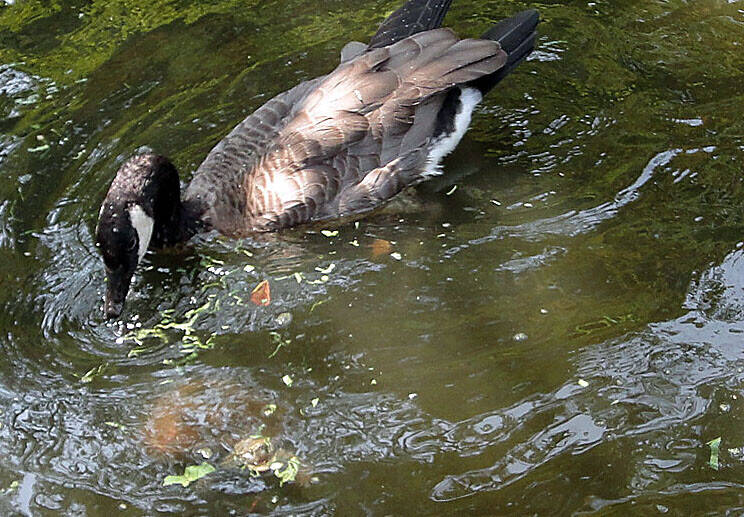 大池の水上バトルの写真