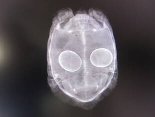 ブログ　DE　動物病院ガイドツアー　vol.10