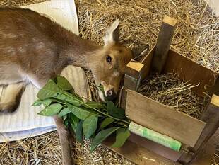 あなたの好きなものは？