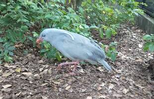 カグー VS. セミ