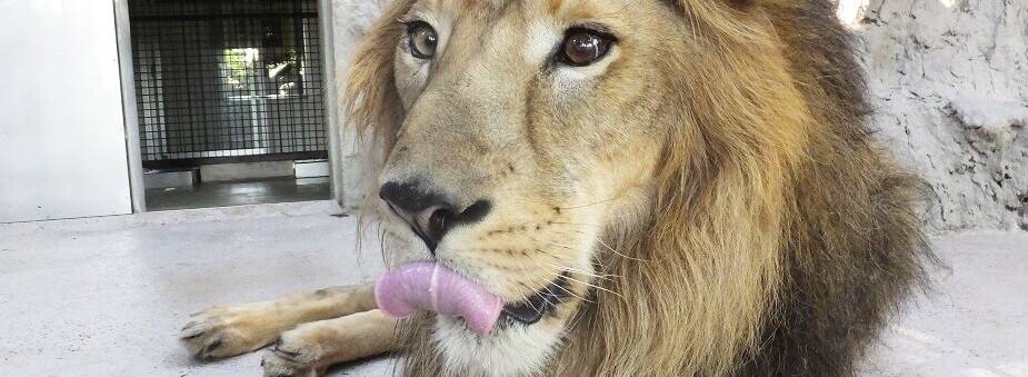 ラージャー ピンチ!!!の写真