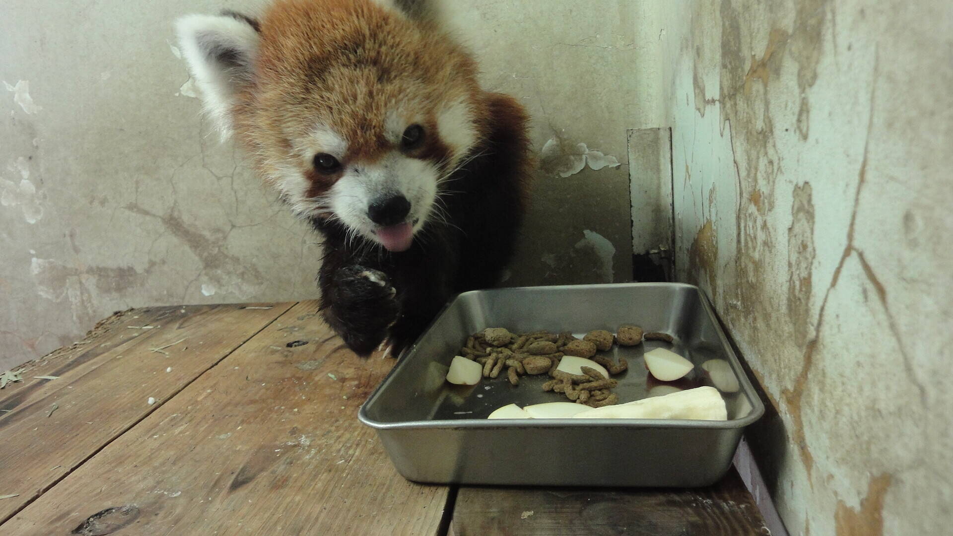 9月19日は国際レッサーパンダデー!の写真