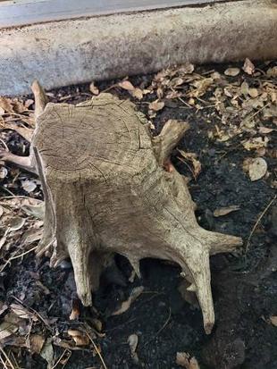 特技 リュウキュウヤマガメ編